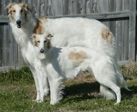 is silken windhound recognized by american kennel club