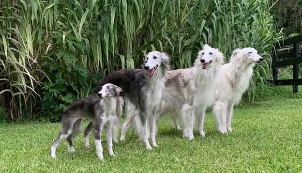 is silken windhound recognized by american kennel club